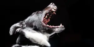 Abogado de mordeduras de perros en Colorado